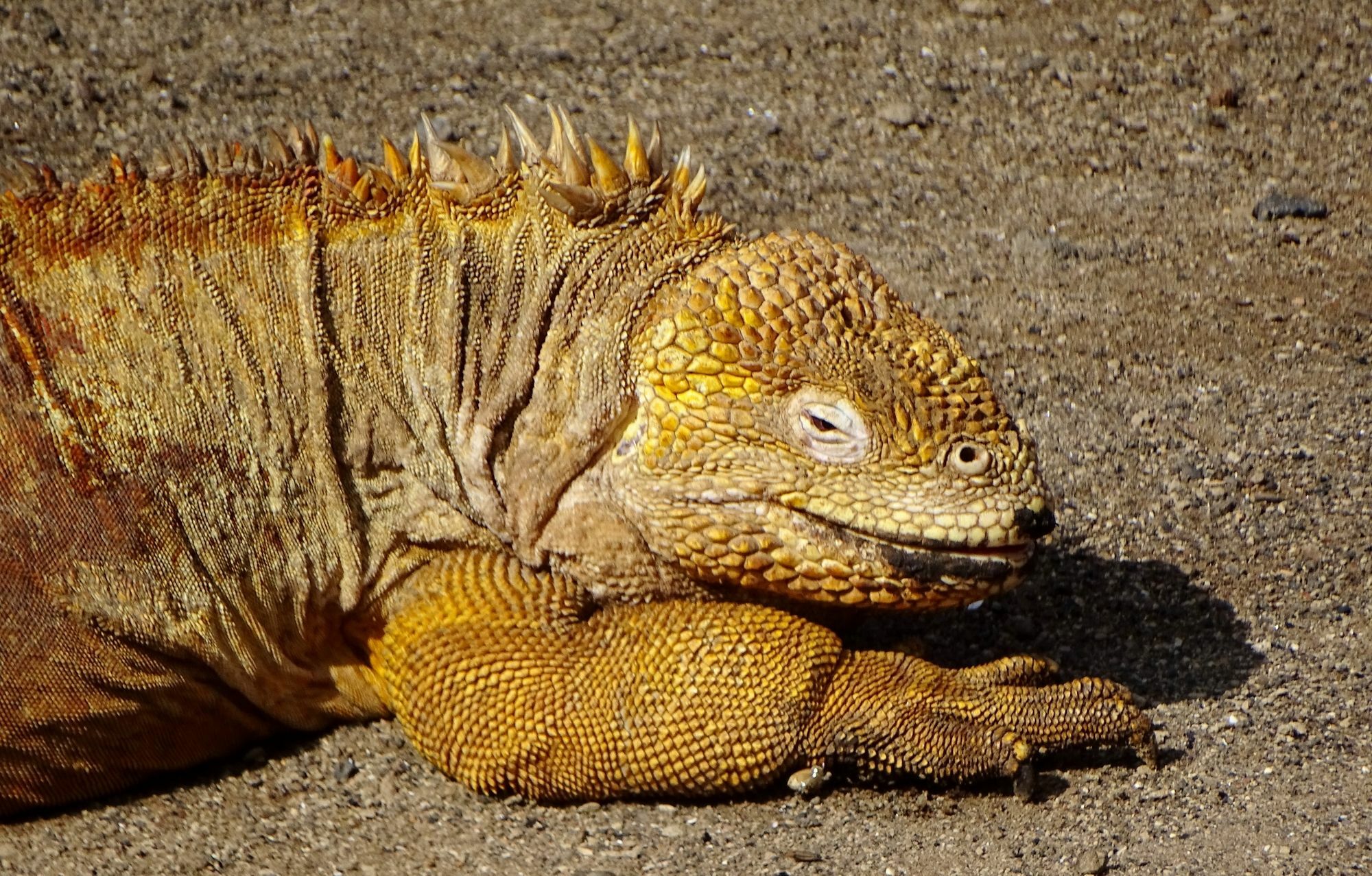 Galapagos Chalet Puerto Ayora  Ngoại thất bức ảnh