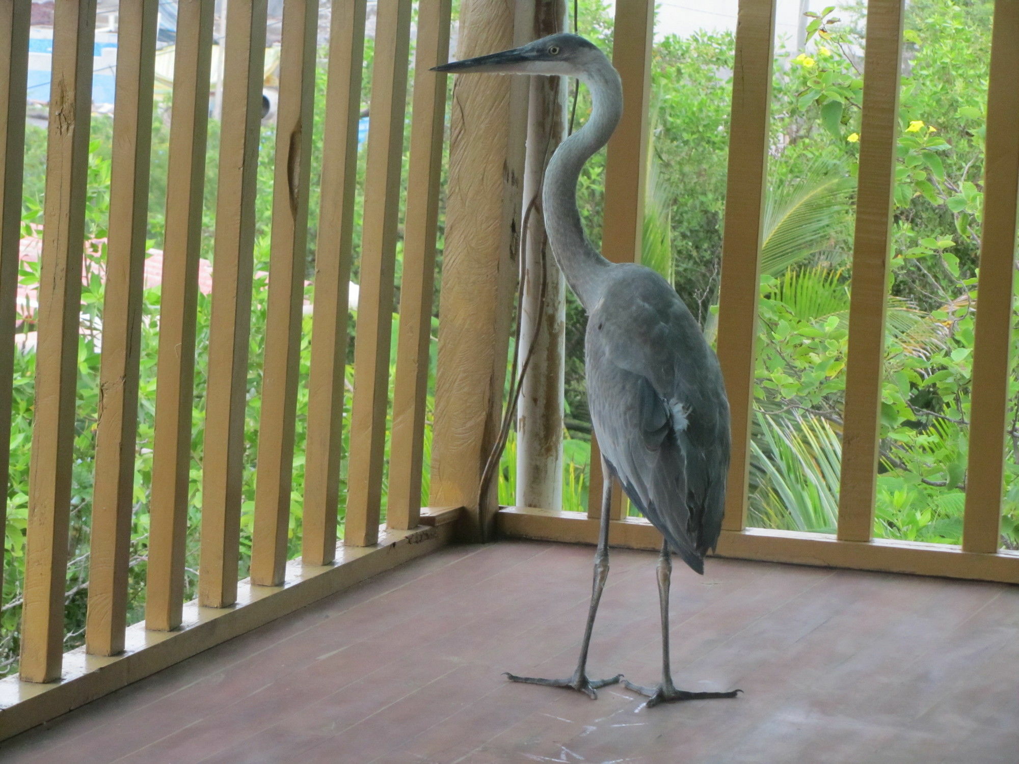 Galapagos Chalet Puerto Ayora  Ngoại thất bức ảnh